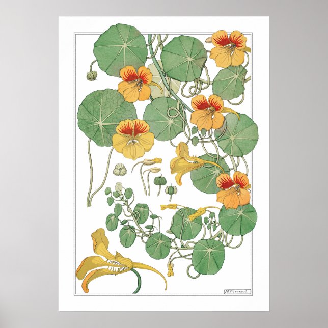 Gult Nasturtiums | Antique Lithograph 1896 Poster (Framsidan)