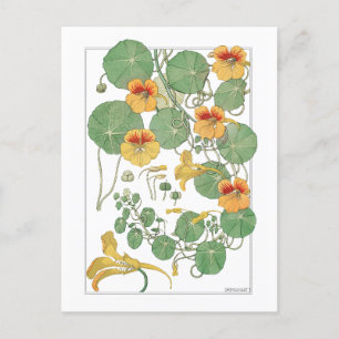 Gult Nasturtiums   Antique Lithograph 1896 Vykort
