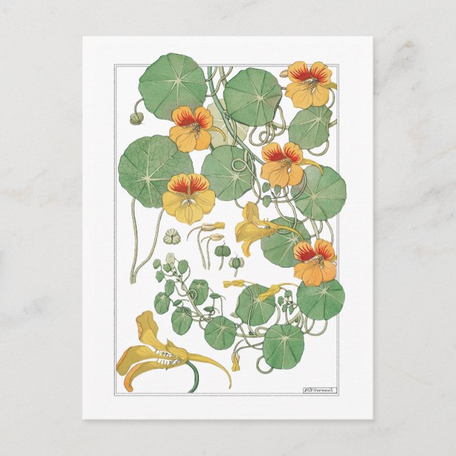 Gult Nasturtiums | Antique Lithograph 1896 Vykort (Framsida)