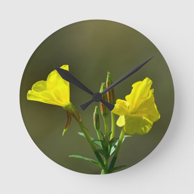 Gult-nattbuskblomma Rund Klocka (Framsida)