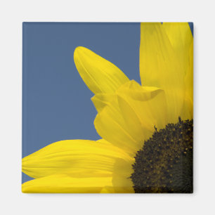 Gult och blå solroshörn magnet