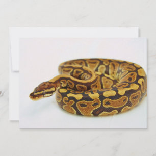 Gult och Black Boll Python