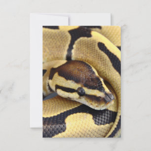 Gult och Black Boll Python 3