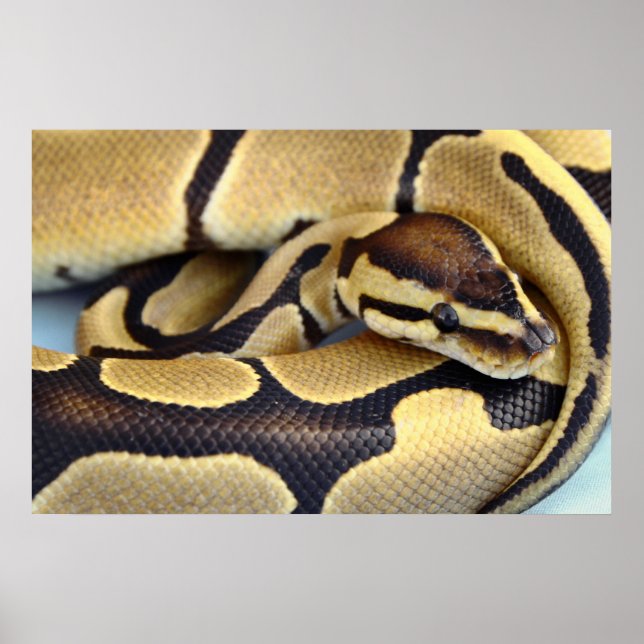 Gult och Black Boll Python 3 Poster (Framsidan)