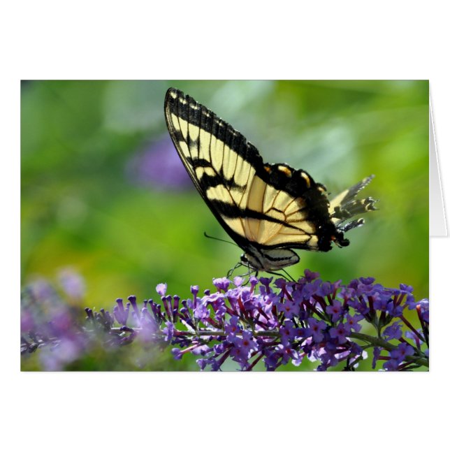 Gult och Black Butterfly på Lavender Hälsningskort (Framsidan Horizontal)