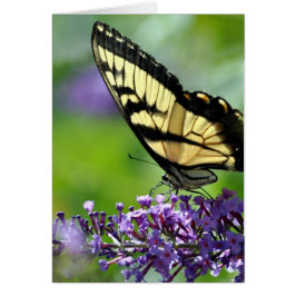 Gult och Black Butterfly på Lavender Hälsningskort