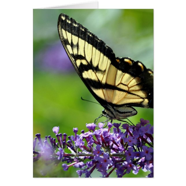 Gult och Black Butterfly på Lavender Hälsningskort (Framsidan)