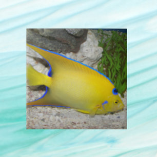 Gult och Blue Queen Angelfish Kakelplatta