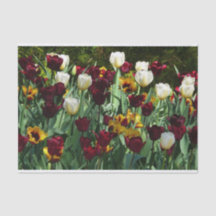 Gult- och färgtulpanfärgad Blommigt