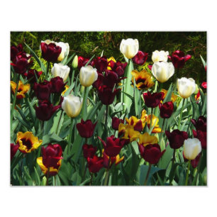 Gult- och färgtulpanfärgad Blommigt Fototryck