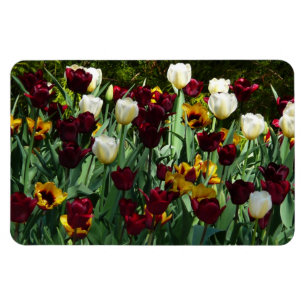 Gult- och färgtulpanfärgad Blommigt Magnet