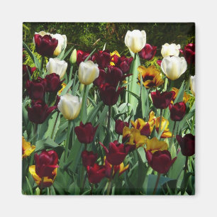 Gult- och färgtulpanfärgad Blommigt Magnet