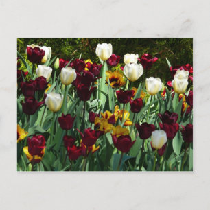 Gult- och färgtulpanfärgad Blommigt Vykort