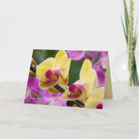 Gult och Fushia Orchid