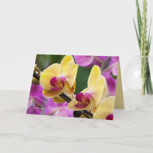 Gult och Fushia Orchid Kort