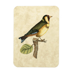 Gult och Grönt Bird Perched on a Little Gren Magnet
