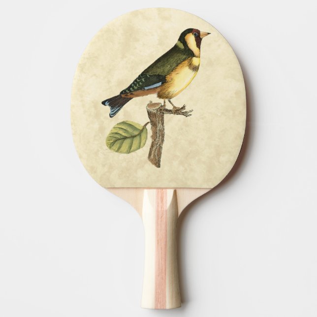 Gult och Grönt Bird Perched on a Little Gren Pingisracket (Framsidan)