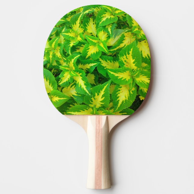 Gult och Grönt Coleus Flower Ping Pong Paddle Pingisracket (Framsidan)