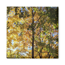 Gult och Grönt Fall Foliage