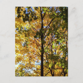 Gult och Grönt Fall Foliage Vykort