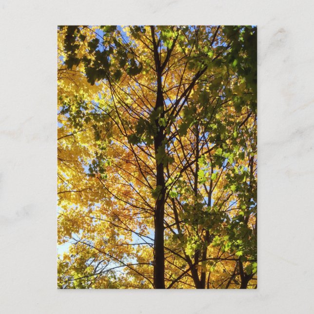 Gult och Grönt Fall Foliage Vykort (Framsida)