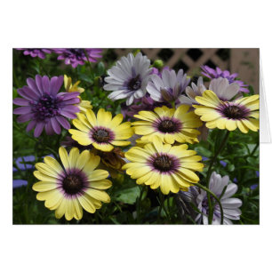 Gult och Lila African Daisy Flowers Hälsningskort