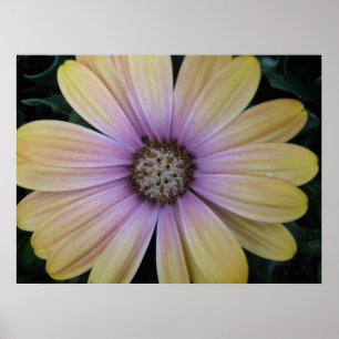 Gult och Lila Daisy blomma Poster