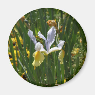 gult och lila iris 12 x 10 magnet
