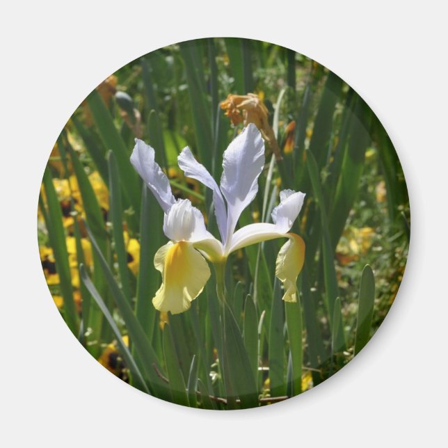 gult och lila iris 12 x 10 magnet (Framsidan)