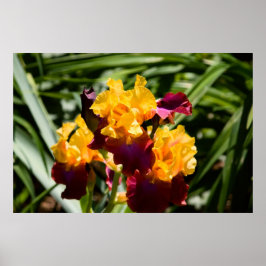 Gult och Lila Iris Poster