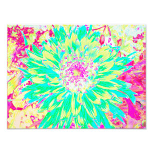 Gult och Magenta Dahlia Flower Fototryck