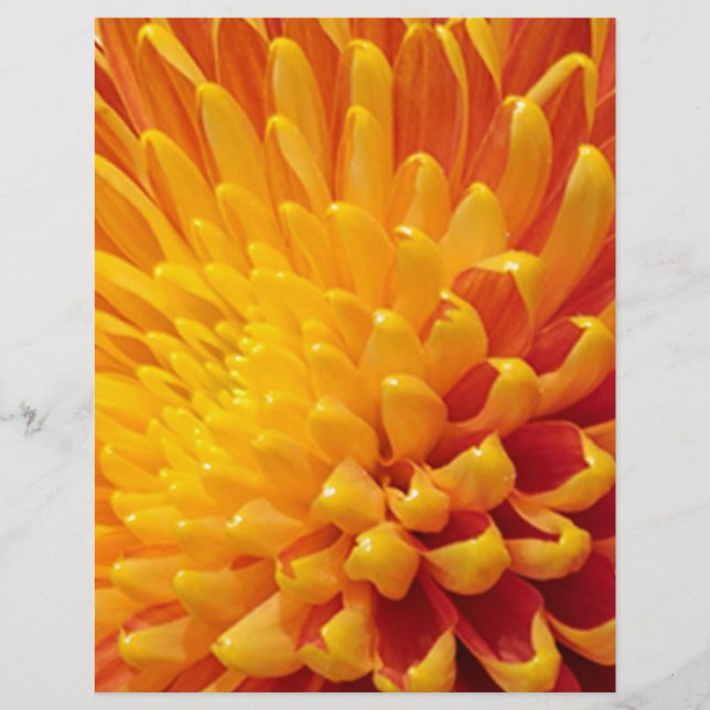Gult och Orange Chrysanthemum (Framsida)