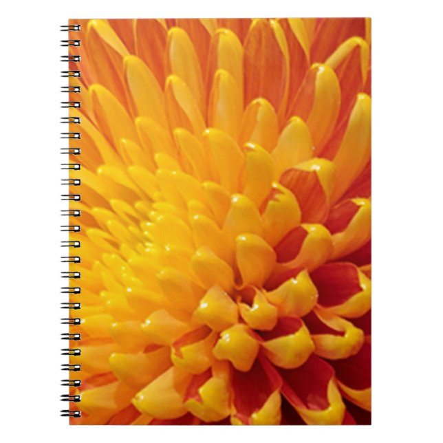 Gult och Orange Chrysanthemum Anteckningsbok Med Spiral (Framsidan)