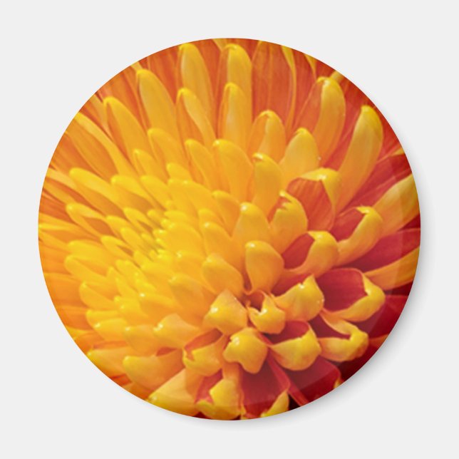Gult och Orange Chrysanthemum Magnet (Framsidan)