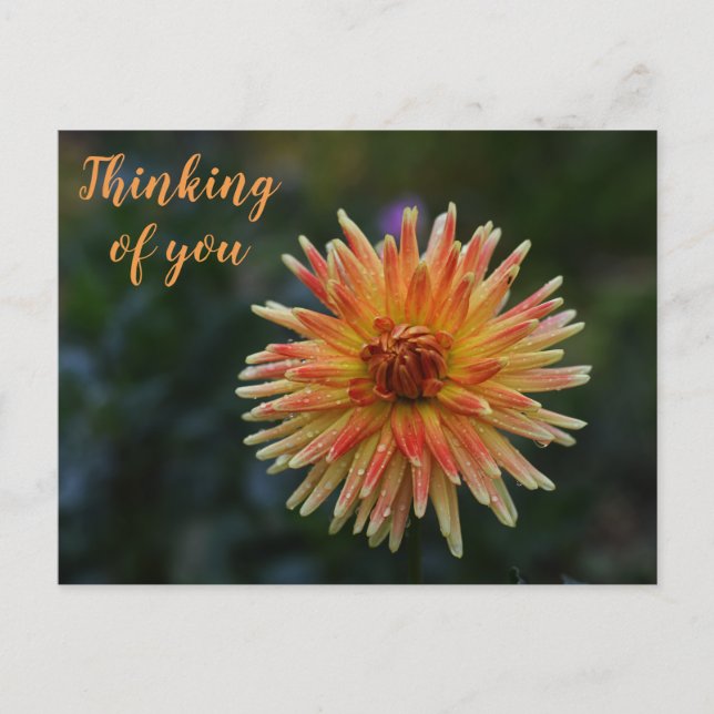 Gult och Orange Dahlia Thinking of you Postcard Vykort (Framsida)