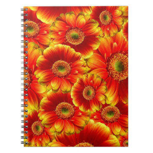 Gult och Orange Gerbera Daisy Anteckningsbok Med Spiral