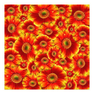 Gult och Orange Gerbera Daisy Fototryck