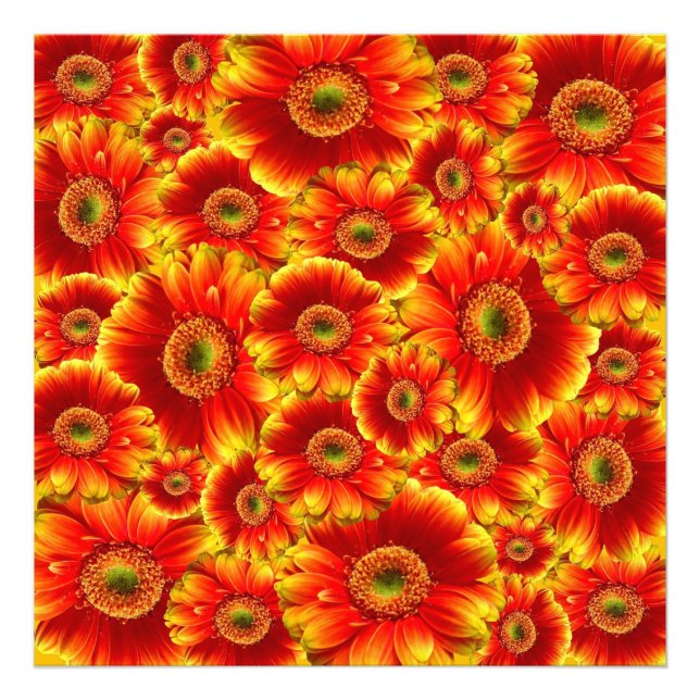 Gult och Orange Gerbera Daisy Fototryck (Framsidan)
