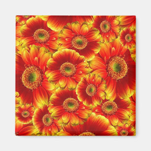 Gult och Orange Gerbera Daisy Magnet