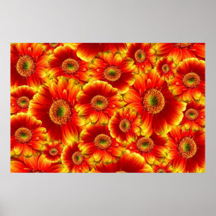 Gult och Orange Gerbera Daisy Poster