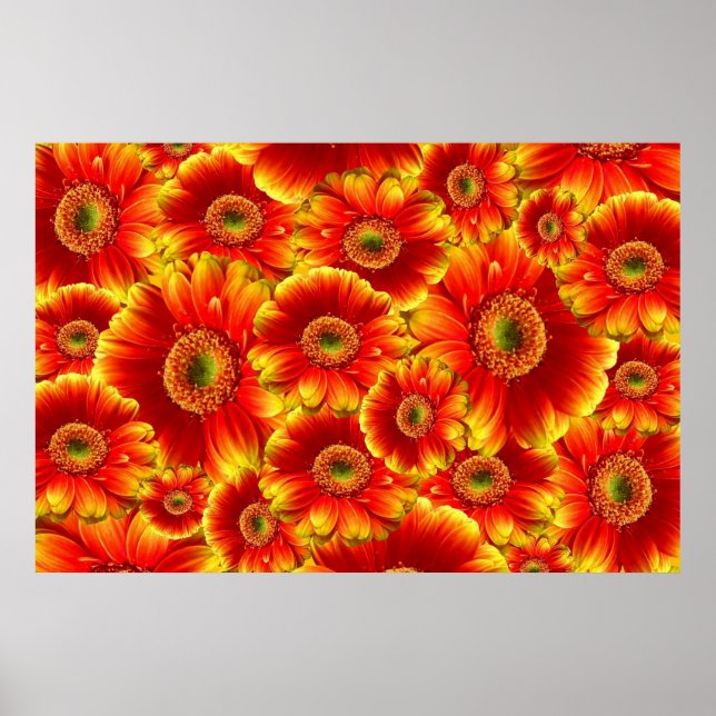 Gult och Orange Gerbera Daisy Poster (Framsidan)