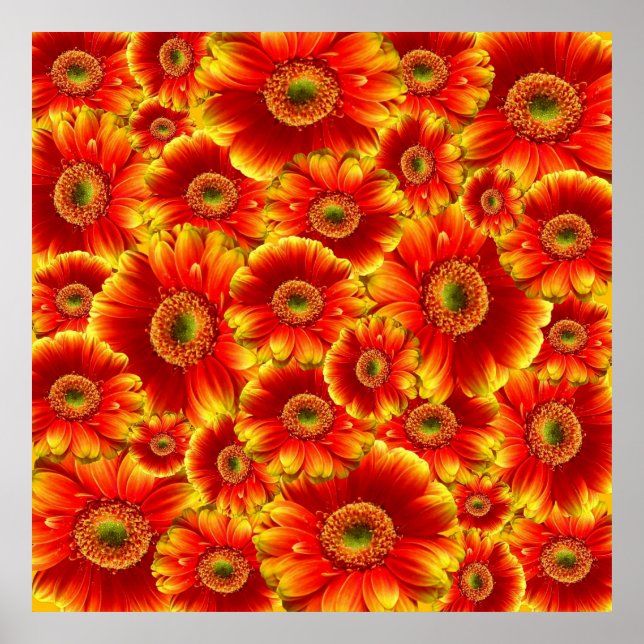 Gult och Orange Gerbera Daisy Poster (Framsidan)