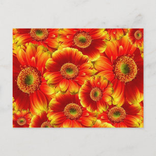 Gult och Orange Gerbera Daisy Vykort