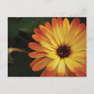 Gult och orange krukaringblomma vykort
