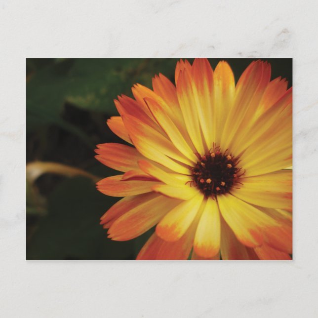 Gult och orange krukaringblomma vykort (Framsida)
