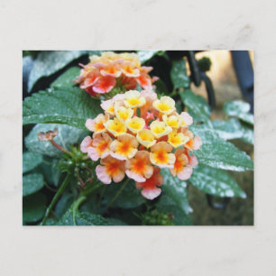 Gult och Orange Lantana Vykort