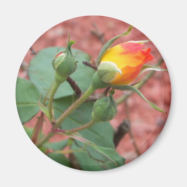 gult och orange ro magnet (Framsidan)