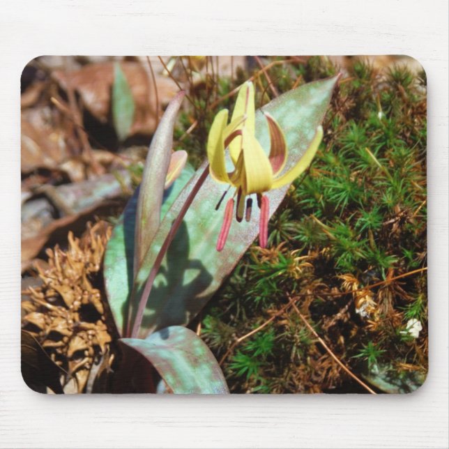 Gult och Plum Trout Lily Musmatta (Framsidan)