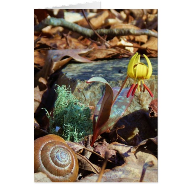 Gult och Plum Trout Lily och Snigel Snäcka Hälsningskort (Framsidan)