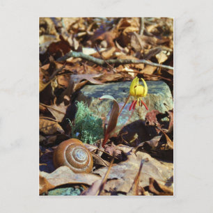Gult och Plum Trout Lily och Snigel Snäcka Vykort